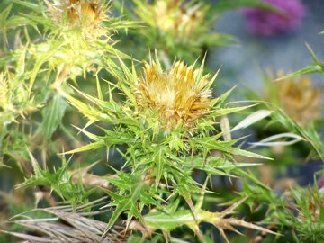 Carlina corymbosa